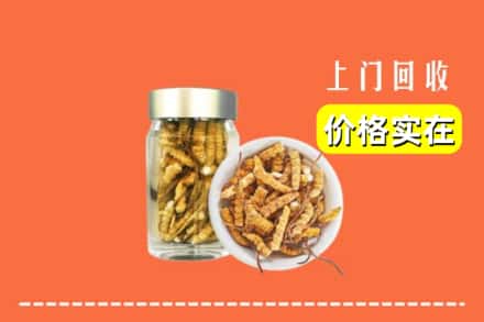 赣州崇义县回收散虫草