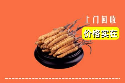 赣州崇义县回收冬虫夏草